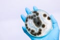 Aspergillus mold for Microbiology in Lab. Royalty Free Stock Photo