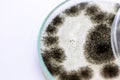 Aspergillus mold for Microbiology in Lab.