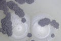 Aspergillus mold and yeast for Microbiology.