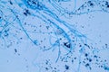 Aspergillus niger and Aspergillus oryzae  mold under microscope. Royalty Free Stock Photo