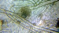 Aspergillus niger the black mold conidia under the microscope Royalty Free Stock Photo