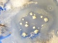 Aspergillus niger fungus and Bacillus bacteria growing on sabouraud dextrose agar medium