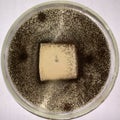 Aspergillus niger on a leather sample