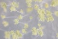 Aspergillus oryzae is a filamentous fungus, or mold that is used in food production, such as in soybean fermentation under the mi Royalty Free Stock Photo