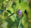 Asperugo procumbens, known as madwort or German madwort, is the single species in the monotypic plant genus Asperugo