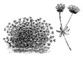 Asperula Orientalis Habit and Portion of Inflorescence vintage illustration