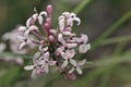 Asperula pubescens, Crete