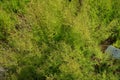 Asperula purpurea grows in July. Potsdam, Germany