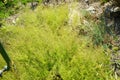 Asperula purpurea grows in July. Potsdam, Germany