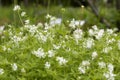 Asperula taurina flowers in a garden