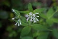 Asperula taurina subsp. leucanthera - Wild plant shot in the spring