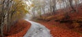 Asphalt autumn road Royalty Free Stock Photo