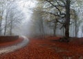 Asphalt autumn road Royalty Free Stock Photo