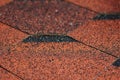 Asphalt Bitumen Shingles Photo. Close up view on Asphalt Roofing Shingles Background. Roof Shingles - Roofing Construction, Royalty Free Stock Photo