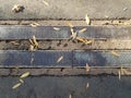 Asphalt and cement with metal drain or grate with leaves Royalty Free Stock Photo