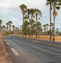 Asphalt country road with palm trees, Senegal, Africa.