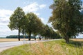 Asphalt highway through a large alley of trees