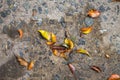 Asphalt Leaves Detail Autumn Horizontal Outdoor