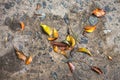 Asphalt Leaves Detail Autumn Horizontal Outdoor