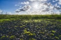 Asphalt overgrown with moss and landscape Royalty Free Stock Photo