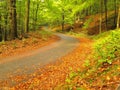 Asphalt path leading among the beech trees at near autumn forest surrounded by fog. Rainy day. Royalty Free Stock Photo