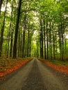 Asphalt path leading among the beech trees at near autumn forest surrounded by fog. Rainy day. Royalty Free Stock Photo