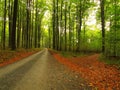 Asphalt path leading among the beech trees at near autumn forest surrounded by fog. Rainy day. Royalty Free Stock Photo