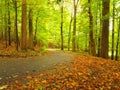 Asphalt path leading among the beech trees at near autumn forest surrounded by fog. Rainy day.