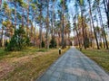 Asphalt path in the park among tall pine trees. Sunbeams and tree shadows. Sunset in coniferous forest. Spring landscape Royalty Free Stock Photo