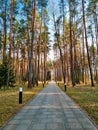 Asphalt path in the park among tall pine trees. Sunbeams and tree shadows. Sunset in coniferous forest. Spring landscape Royalty Free Stock Photo