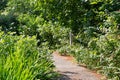 Asphalt pathway through an overgrown garden