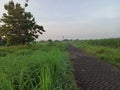 An asphalt paving road at the edge of the forest leading to the village Royalty Free Stock Photo