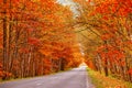 Asphalt road in autumn lane with alder trees tunnel. Beautiful nature landscape. Fall season Royalty Free Stock Photo