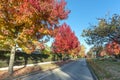 Asphalt road in an autumn street with trees and fallen leaves al Royalty Free Stock Photo