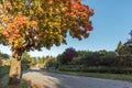 Asphalt road in the autumn street with trees and fallen leaves, Royalty Free Stock Photo