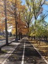 Asphalt road in beautiful golden beech forest during autum Royalty Free Stock Photo