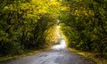 Asphalt road in a colorful autumn deciduous forest Royalty Free Stock Photo