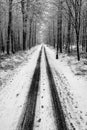 Asphalt road covered with snow leading through the forest. Winter scenery shown in black and white. Royalty Free Stock Photo