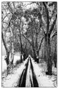 Asphalt road covered with snow leading through the forest. Winter scenery shown in black and white. Royalty Free Stock Photo