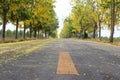 The asphalt road is covered with yellow flower petals and the Cassia fistula or Golden shower tree with flowers blooming Royalty Free Stock Photo