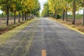 The asphalt road is covered with yellow flower petals and the Cassia fistula or Golden shower tree with flowers blooming Royalty Free Stock Photo