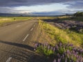 Asphalt road curve to the sea shore coast through rural northern landscape with green grass and purple lupine Lupinus perennis f Royalty Free Stock Photo