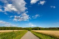 Asphalt road among fields of ripe wheat. Summer day Royalty Free Stock Photo