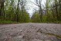 Asphalt road in the forest