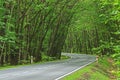 Asphalt road through the forest.