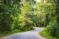 Asphalt road forest pine trees Royalty Free Stock Photo