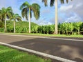 Asphalt road goes through banana plantation and tropical palm trees under blue sky in the French West Indies. Fruit trees and