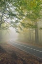 An asphalt road that goes through a misty dark misterious pine f