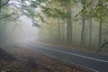 An asphalt road that goes through a misty dark misterious pine f