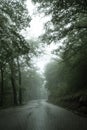 An asphalt road that goes through a misty dark misterious pine forest. Narrow road Montenegro and green trees Royalty Free Stock Photo